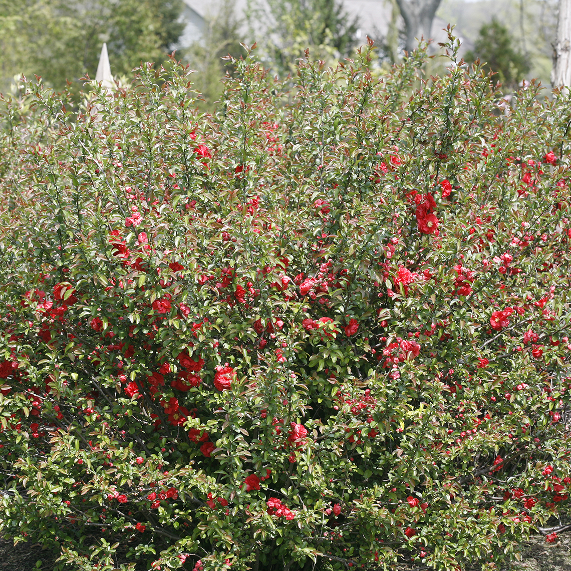 Double Take Pink Chaenomeles Spring Meadow Wholesale Liners